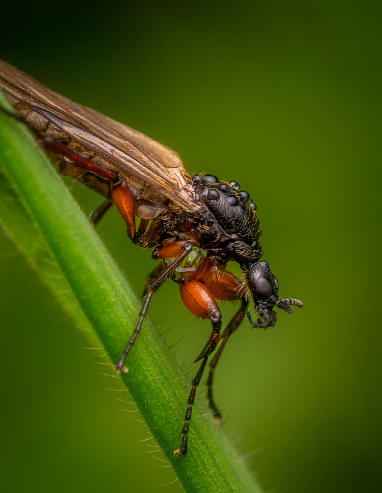 Dewy Macro Fly by Eduard Andrica — canvas wall art