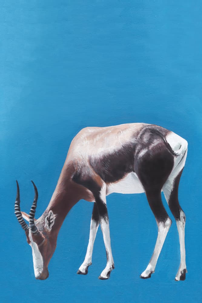 Blesbok Grazing Blue by Viccy Wanliss — canvas wall art