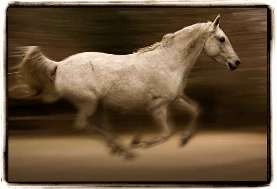 Running White Horse by Milan Malovrh — canvas wall art