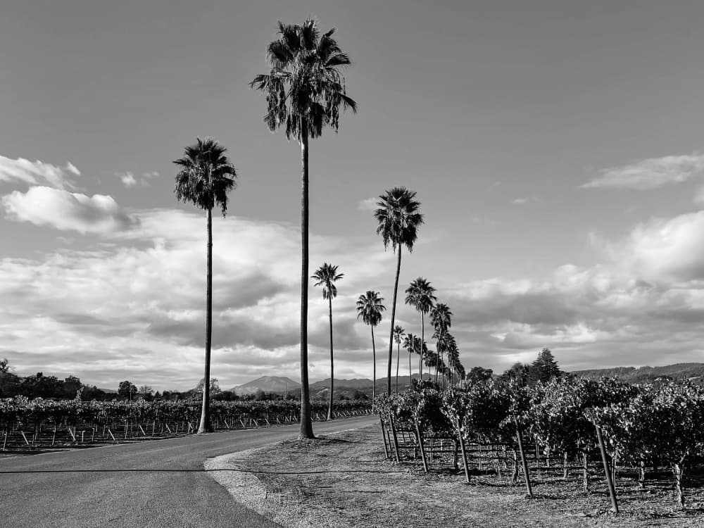 Wine Country Palms by Del Mundo Imagery — canvas wall art