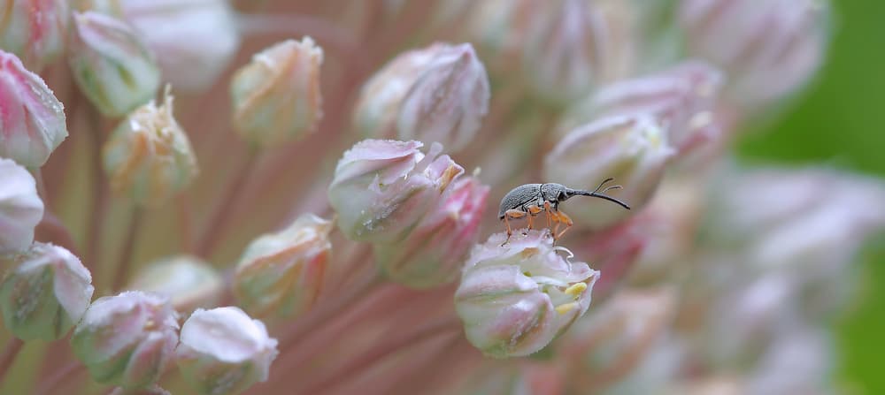 Tiny Bug Pink Bloom by Thierry Dufour — canvas wall art