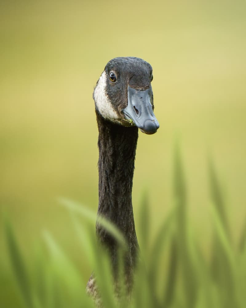Observant Canada Goose by Noa Nick — canvas wall art