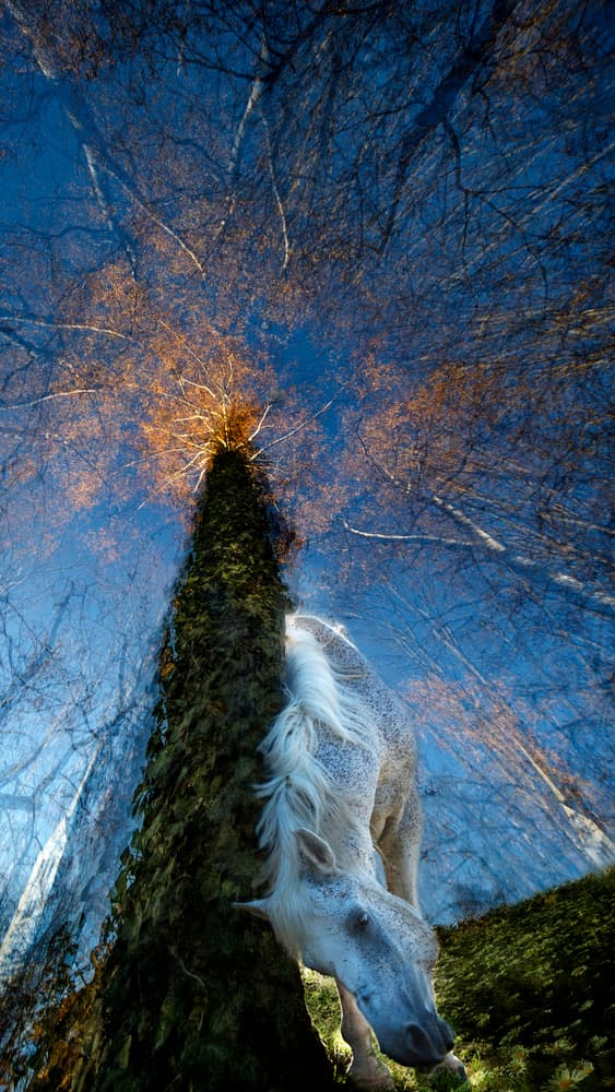 Dreamy Forest Horse by Milan Malovrh — canvas wall art