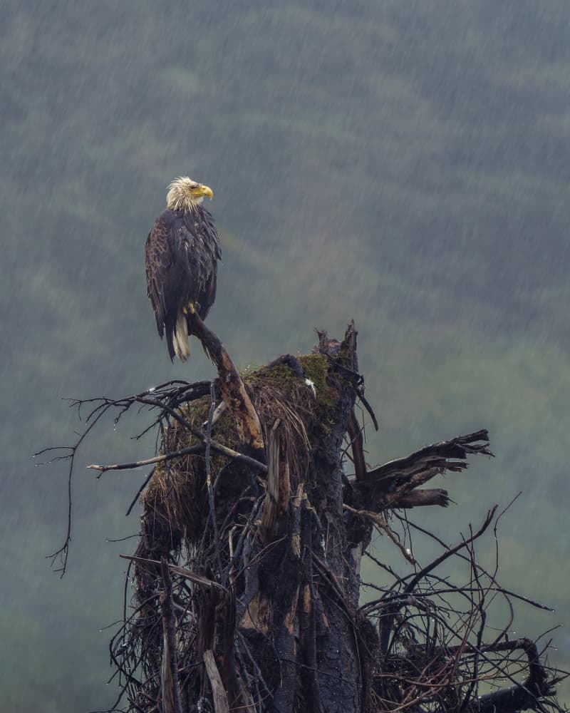Majestic Eagle In Rain by Qing Zhao — canvas wall art