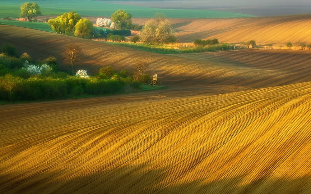 Golden Rolling Fields by Krzysztof Browko — canvas wall art
