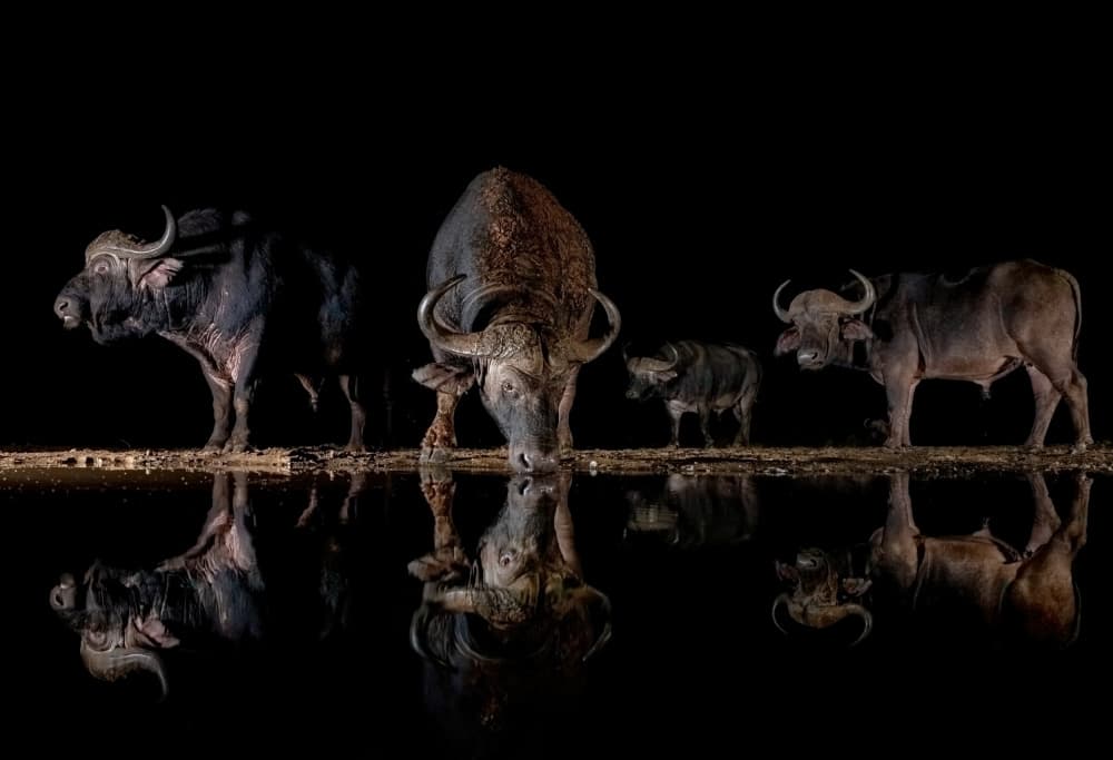 Night Buffalo Reflection by Alessandro Catta — canvas wall art