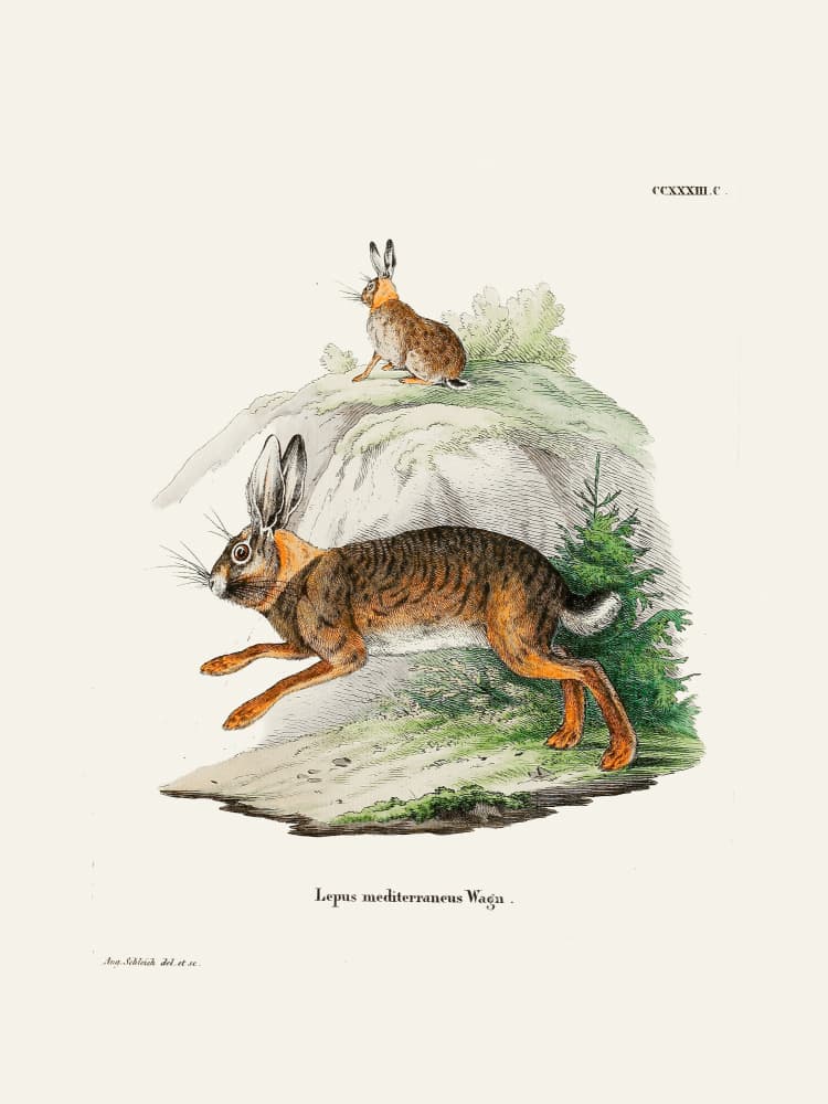 Cape Hare By Johann Christian Daniel Von Schreber. by Johann Christian Daniel Von Schreber — canvas wall art