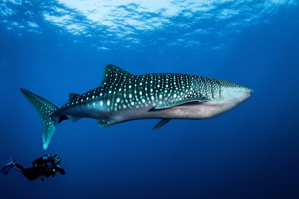 Whale Shark Encounter by Cédric Péneau — canvas wall art
