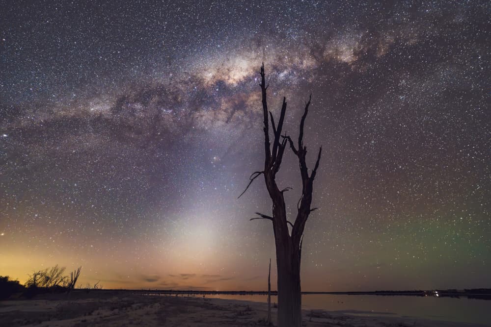 Starry Night Tree by HIRAK BHATTACHARJEE — canvas wall art