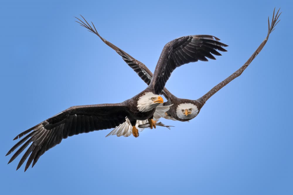 Two Bald Eagles Flying by Ruiqing P. — canvas wall art