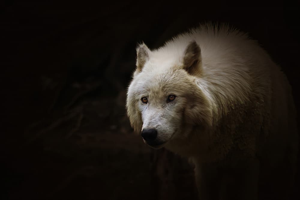White Wolf Stare by alberti Patrick — canvas wall art