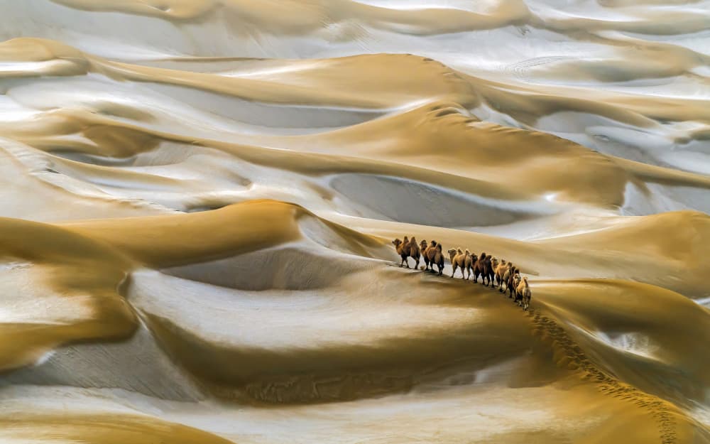 Desert Camel Caravan by Hua Zhu — canvas wall art
