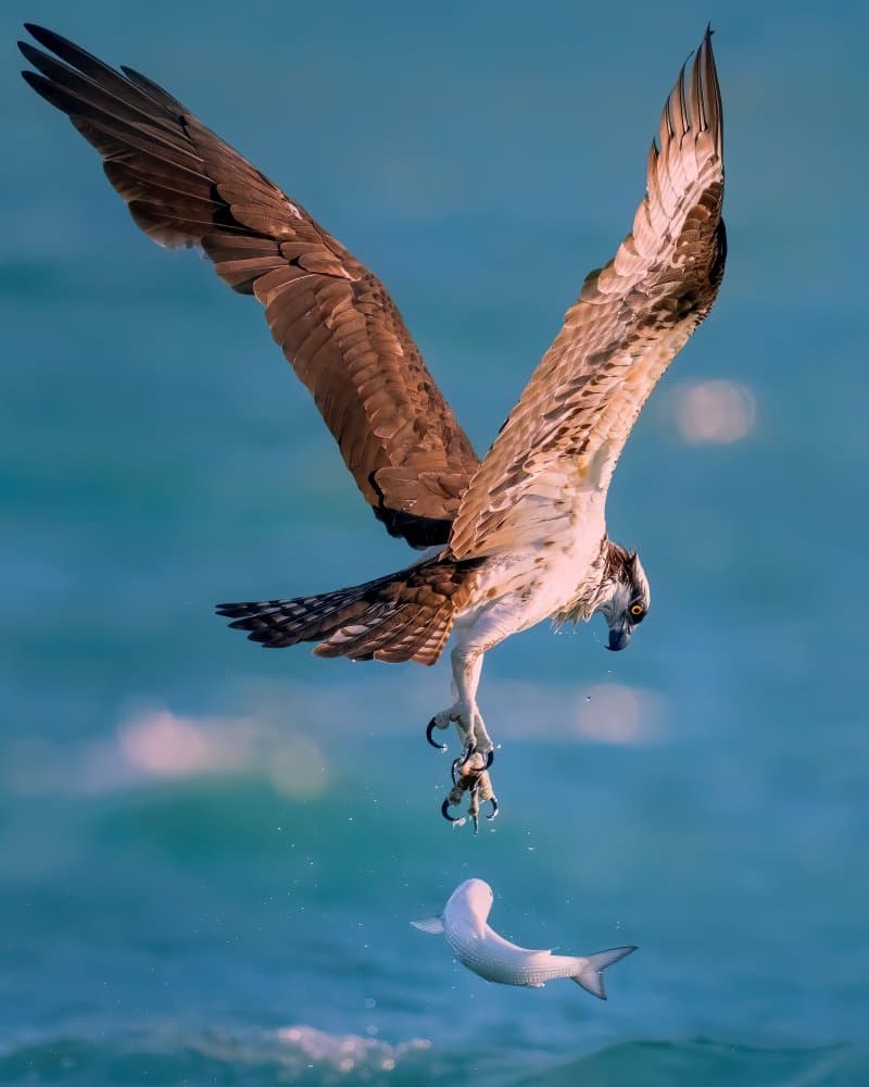 Osprey Catches Fish by Hanping Xiao — canvas wall art
