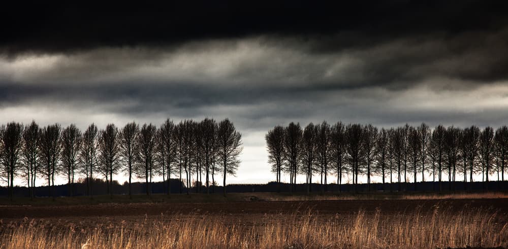 Stormy Sky Trees by Harry Verschelden — canvas wall art
