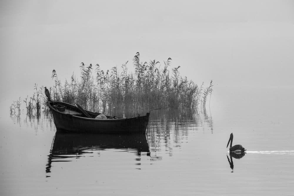 Pelican Morning Mist by Ummu Nisan Kandilcioglu — canvas wall art