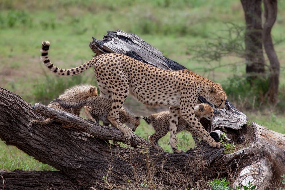 Playful Cheetah Family by Alessandro Catta — canvas wall art