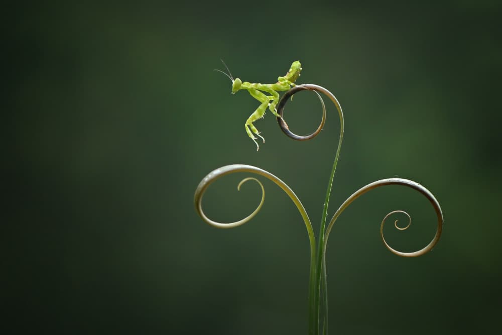 Green Mantis Spiral by Edy Pamungkas — canvas wall art