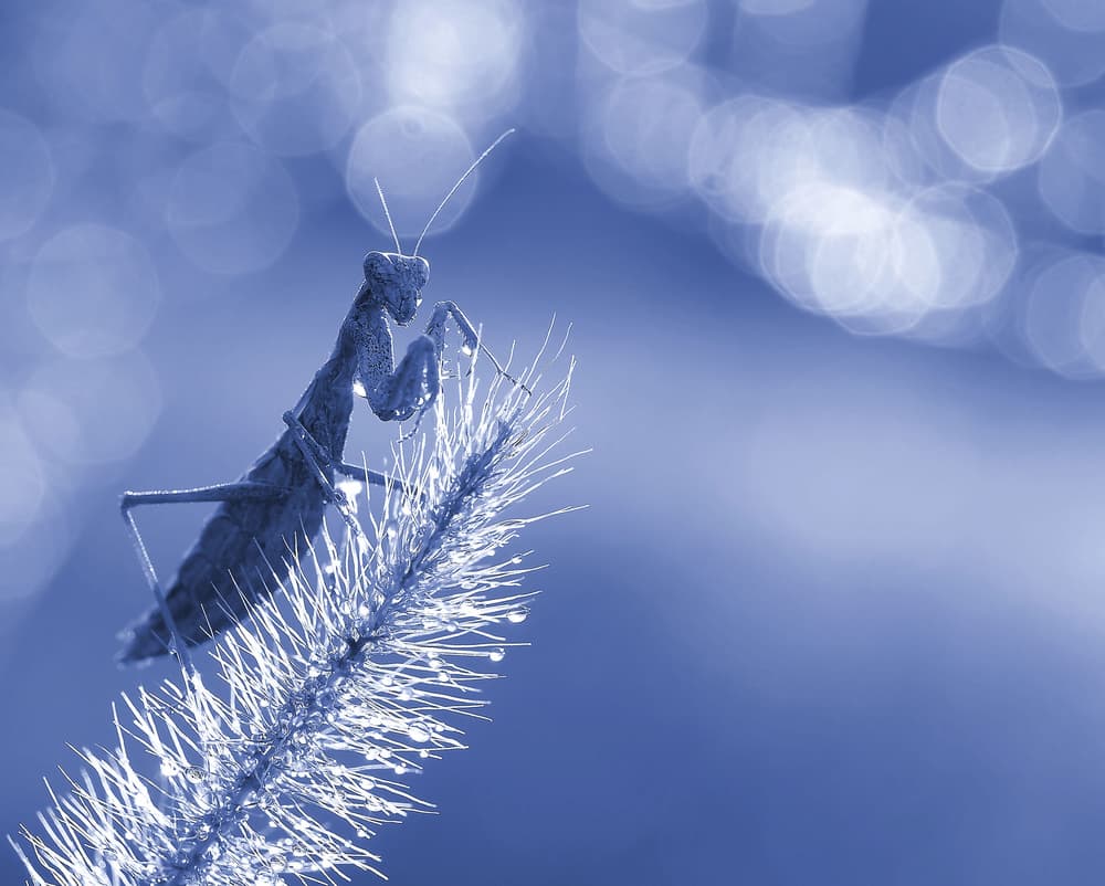 Mantis In Morning Dew by Thierry Dufour — canvas wall art