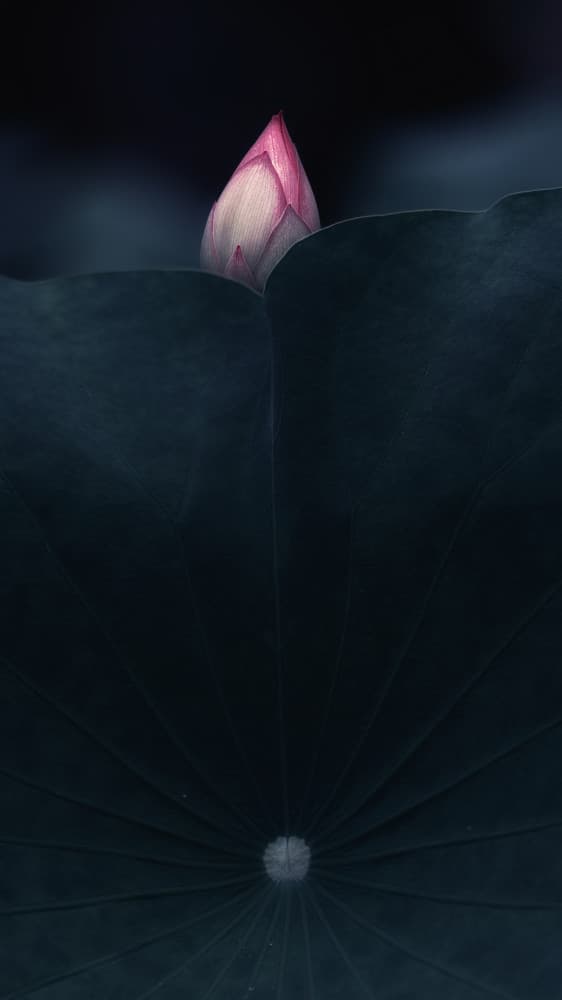 Tranquil Lotus Bud by Mei Xu — canvas wall art