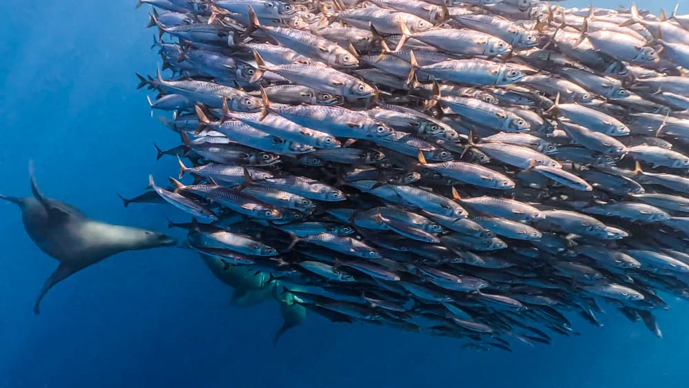 Sea Lion Hunting Fish by KIMIO KOBAYASHI — canvas wall art