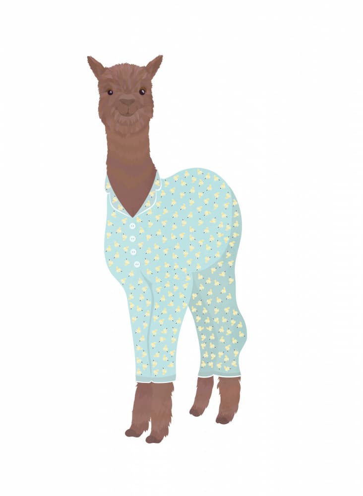 Alpaca in Pajamas by Sarah Manovski — canvas wall art