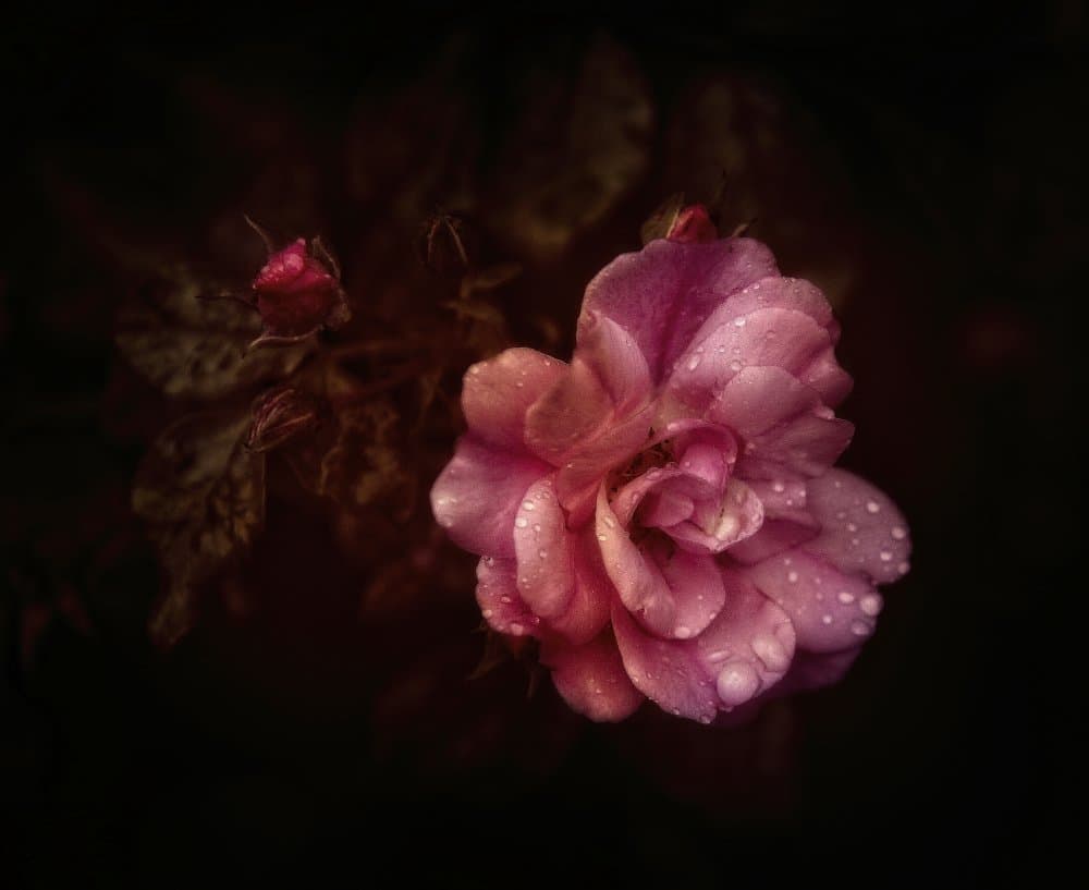 Dewdrop Pink Rose by Anna Cseresnjes — canvas wall art