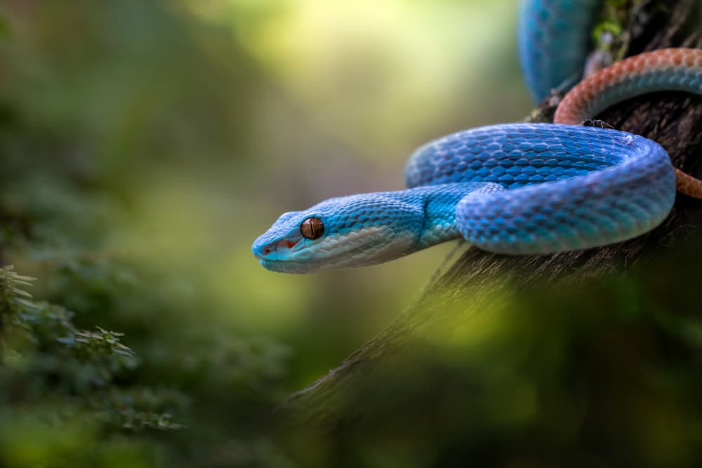 Striking Blue Viper by Fauzan Maududdin — canvas wall art
