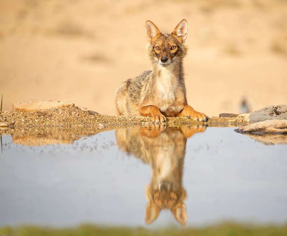 Golden Jackal Reflection by Shlomo Waldmann — canvas wall art