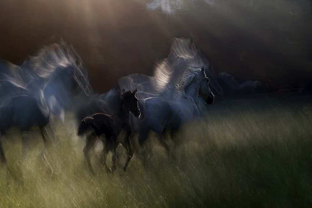 Dreamlike Wild Horses by Milan Malovrh — canvas wall art