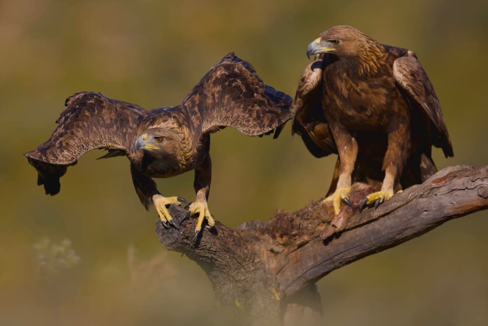 Majestic Golden Eagles by David Manusevich — canvas wall art