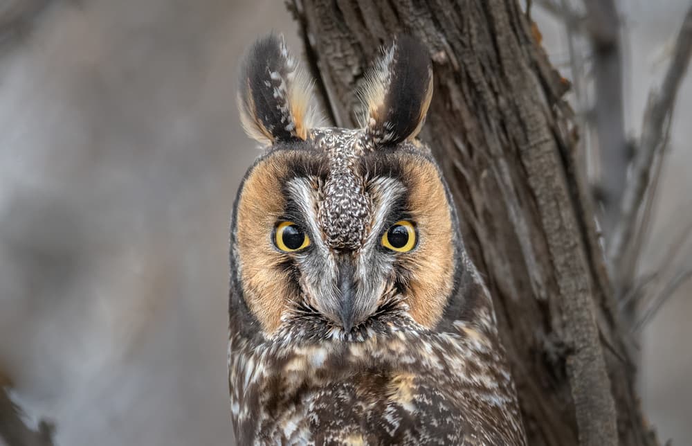 Long-Eared Owl Portrait by Greg Barsh — canvas wall art