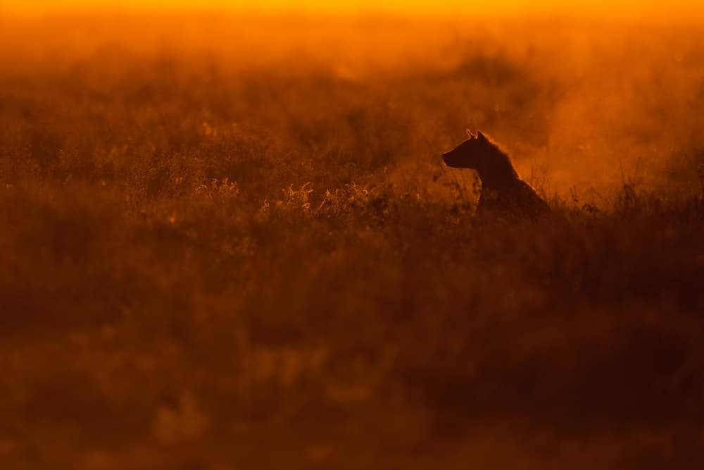 Savannah Hyena Sunset by Mohammed Alnaser — canvas wall art