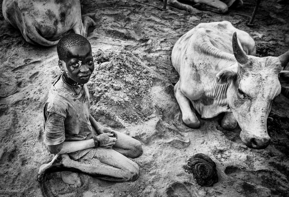 African Boy and Zebu by Joxe Inazio Kuesta Garmendia — canvas wall art