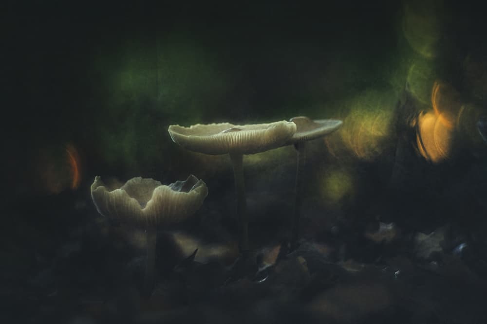 Ethereal Forest Mushrooms by Jan van der Linden — canvas wall art