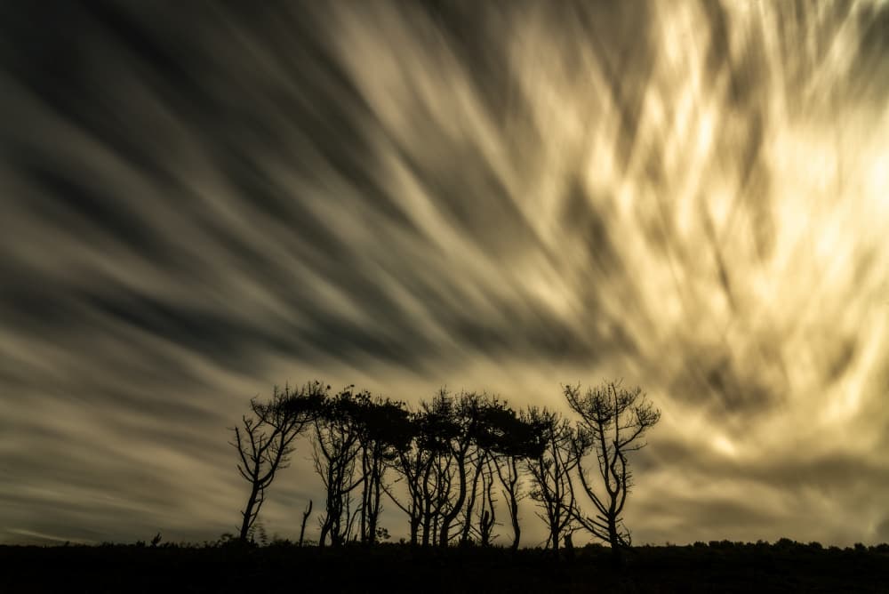 Golden Streaks Over Trees by Jesus Concepcion Alvarado — canvas wall art