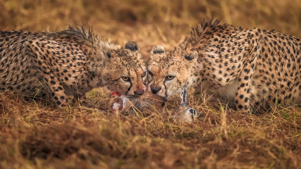 Cheetah Cubs Feeding Prey by Faisal ALnomas — canvas wall art
