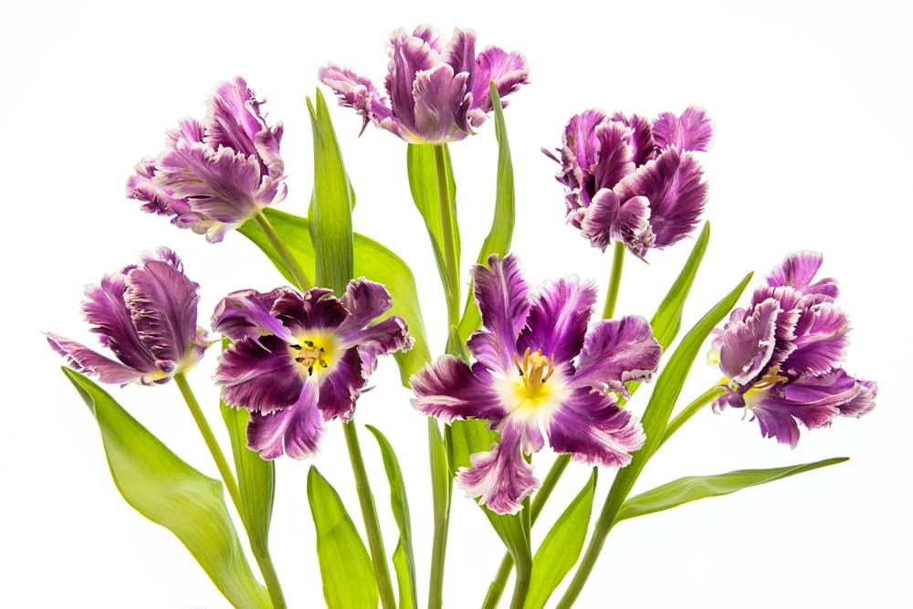 Vibrant Purple Tulips by Jacky Parker — canvas wall art