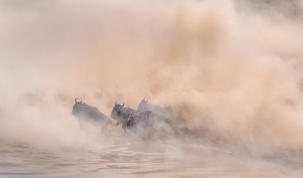 Wildebeest River Crossing by Jennifer Lu — canvas wall art