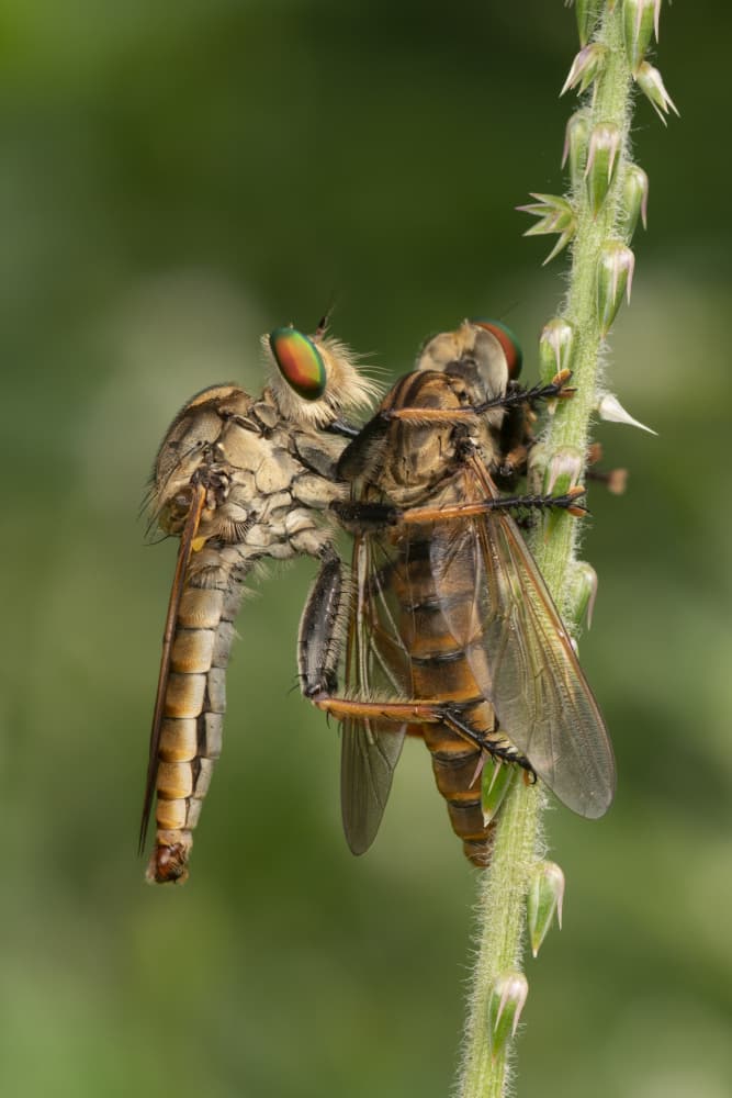 Robber Fly Captures Prey by Ajar Setiadi — canvas wall art