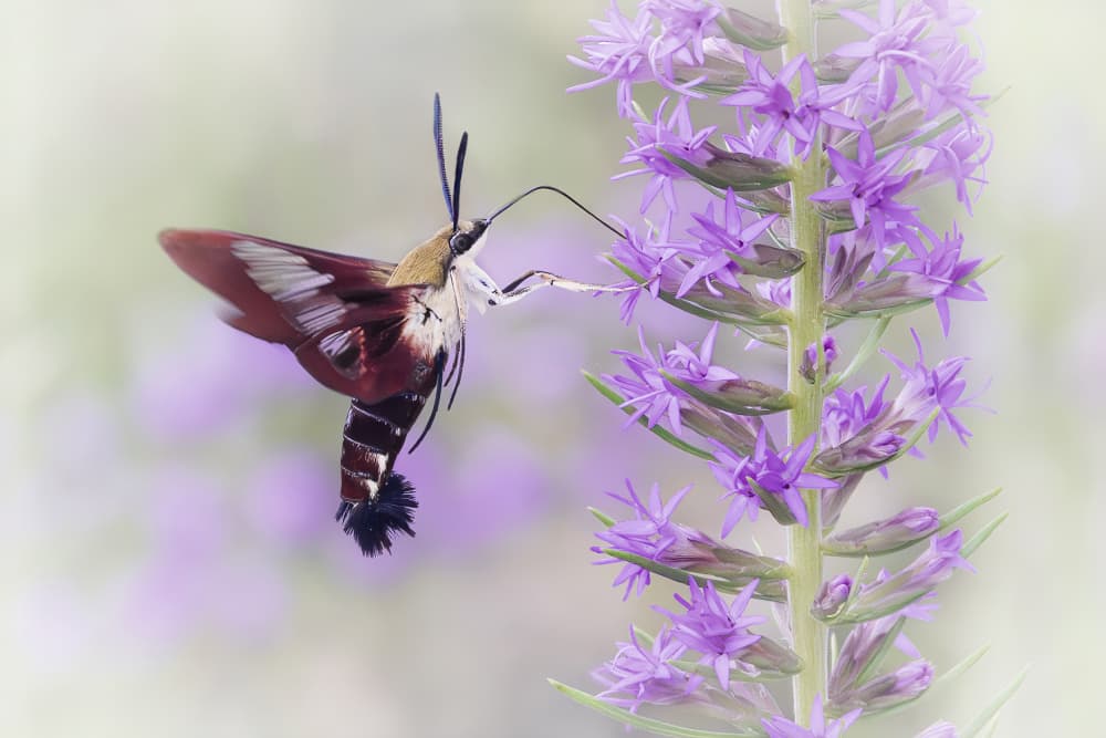 Sphinx Moth Purple Bloom by Linda D Lester — canvas wall art