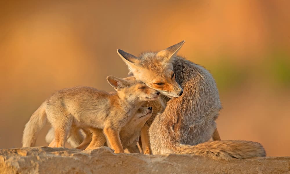 Desert Fox Family by Shlomo Waldmann — canvas wall art