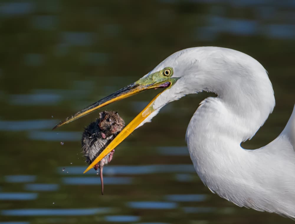 Great Egret Hunting by Jiahong Zeng — canvas wall art
