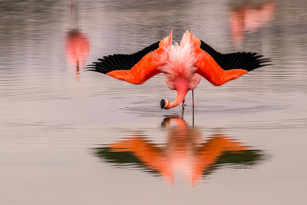 Pink Flamingo Reflection by Siyu_Wei APA — canvas wall art