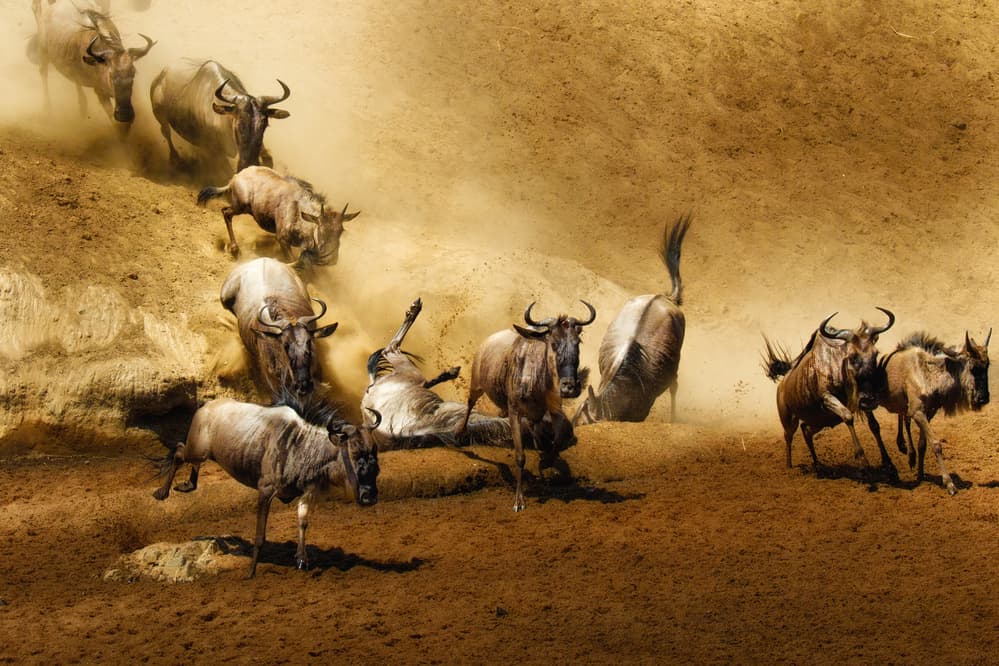 Wildebeest Migration Chaos by Ali Khataw — canvas wall art