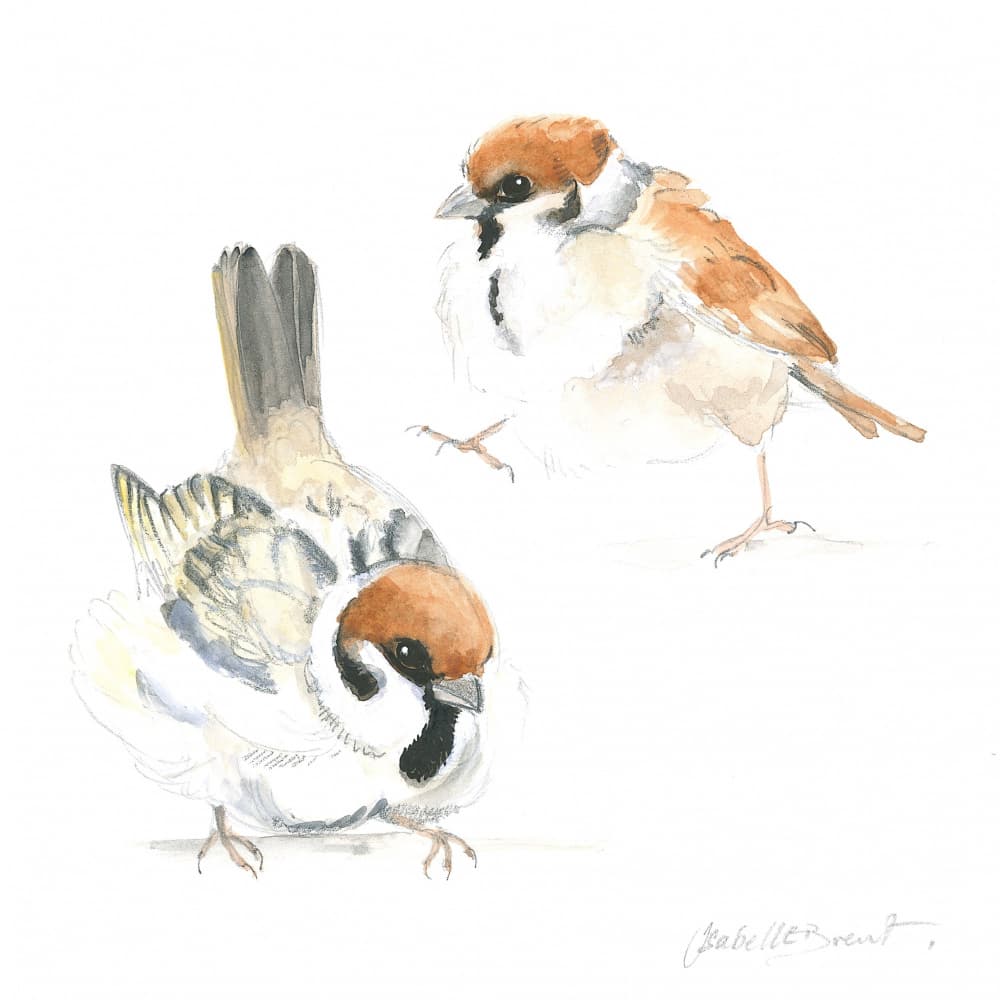 Baby Sparrows by Isabelle Brent — canvas wall art