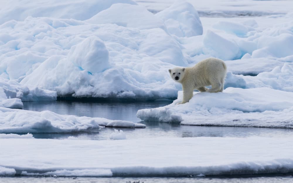 Curious Polar Bear on Ice by Shobhit Chawla — canvas wall art