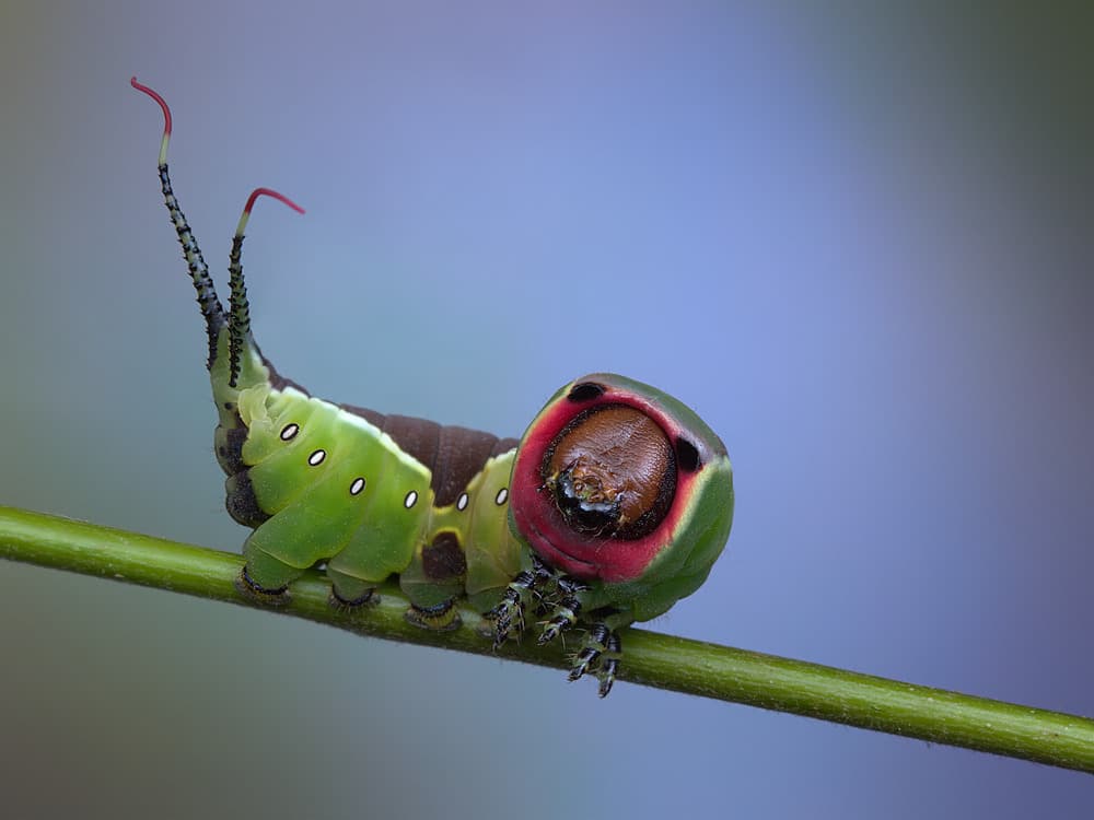 Curious Green Caterpillar by Jimmy Hoffman — canvas wall art