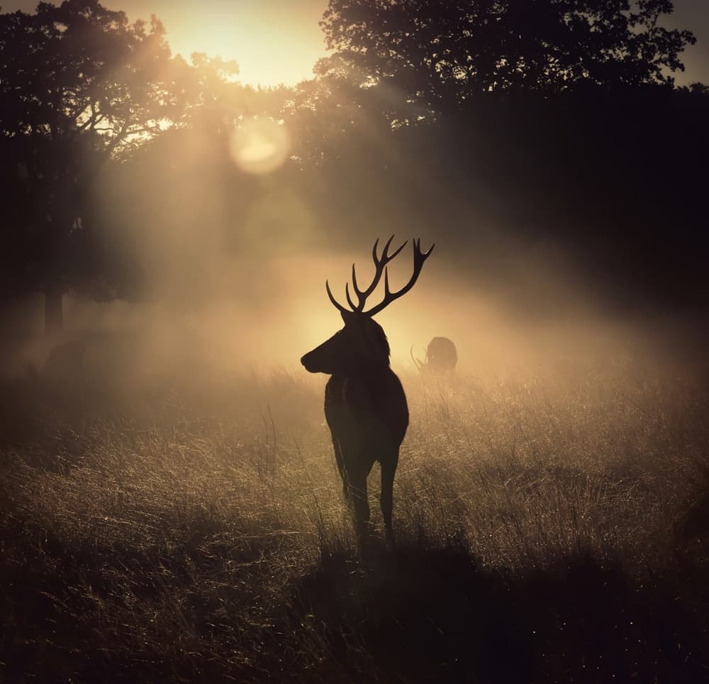 Majestic Stag in Mist by Robert Fabrowski — canvas wall art