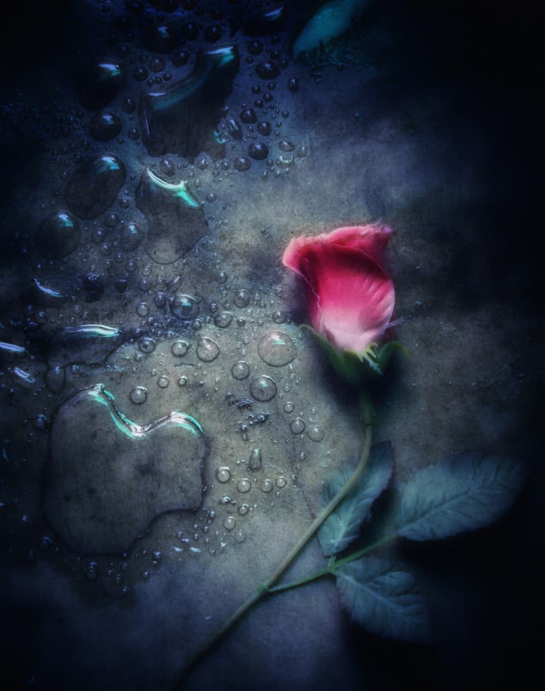 Romantic Rose Heart Puddle by Kahar Lagaa — canvas wall art