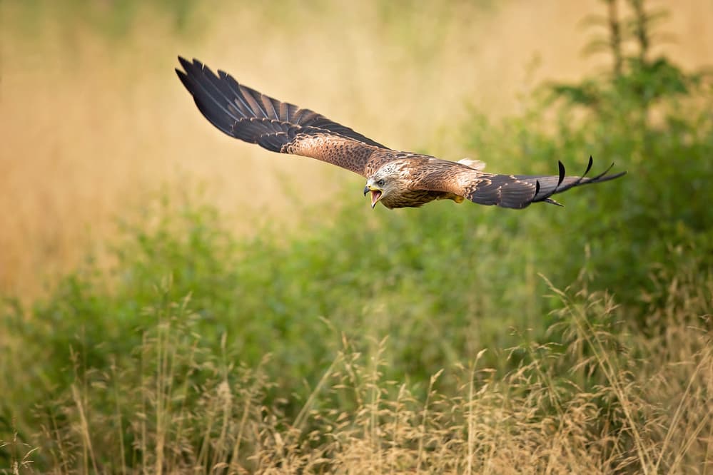 Wild Kite in Flight by Milan Zygmunt — canvas wall art